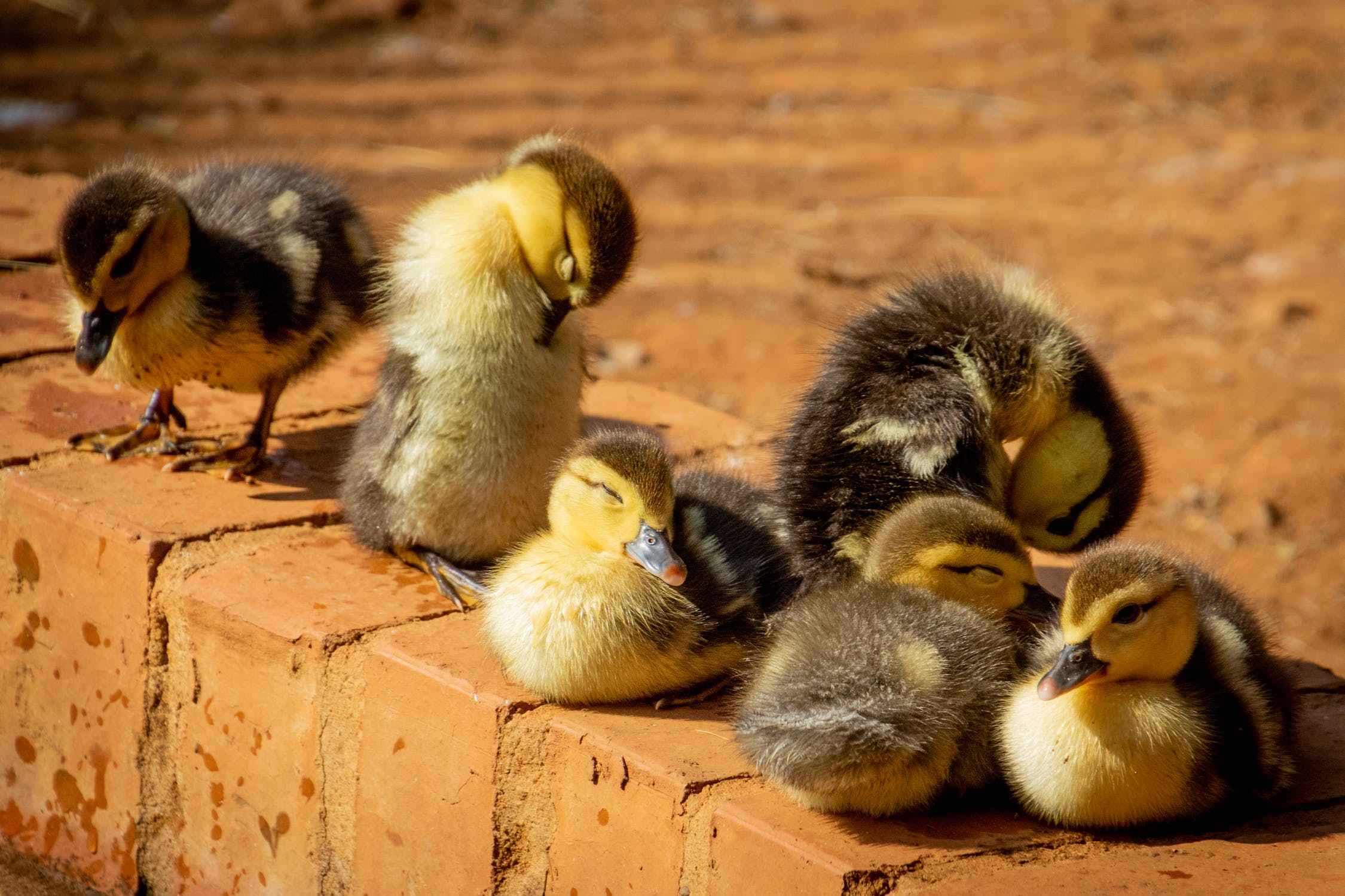 what is safe to feed ducks?