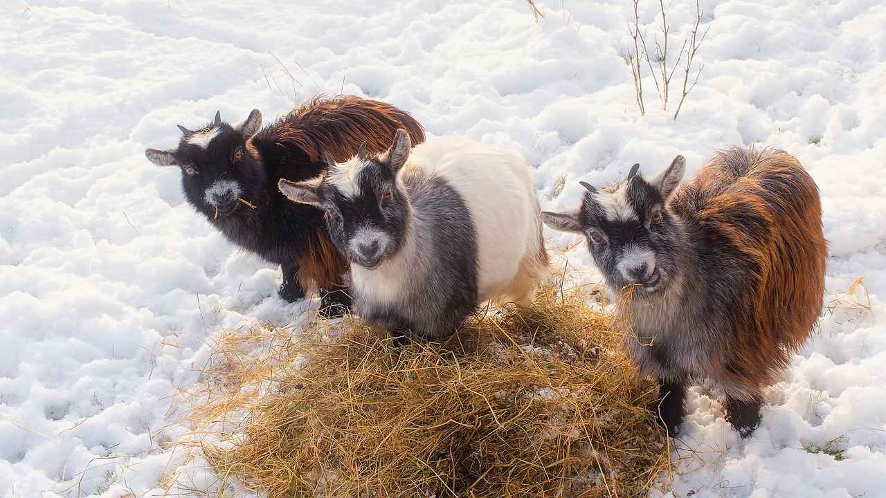 Sheep And Goats can earn Corn , however barley, rye, wheat, sorghum ,oats are better options.