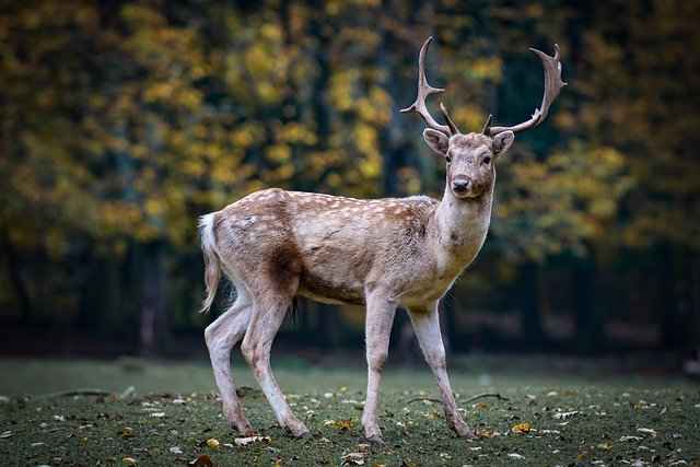 Deer meat is perfectly safe for dogs and it's a Great Alternative to other meats