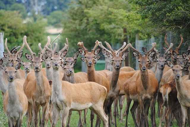 Dogs Can Safely Enjoy Deer Liver,heart & Antlers