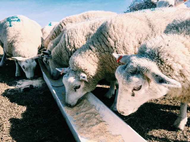 Sheep can safely eat Corn