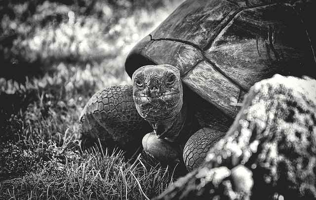 Giant Tortoise Relaxing after a good meal