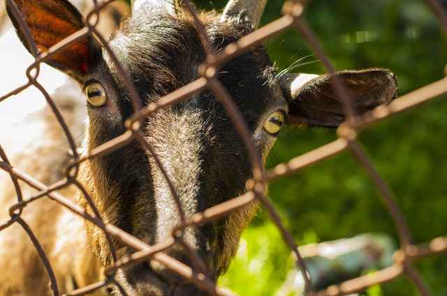 Goat Fence Ideas