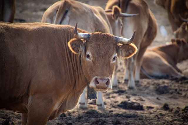 Does a female cow have horns?