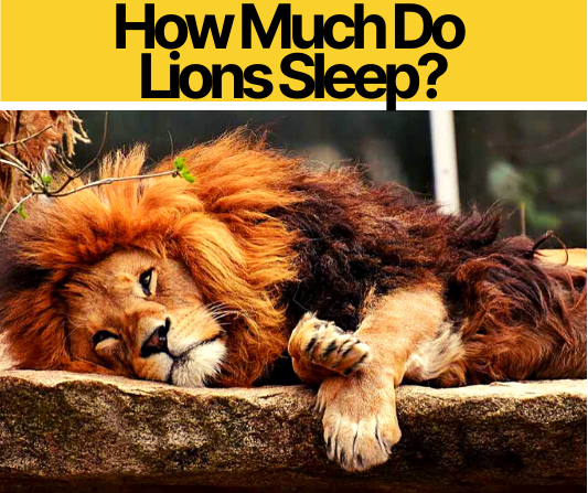 how-much-do-lions-sleep-at-what-time-where