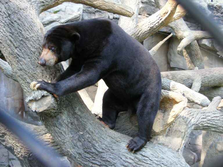 Sun Bears eat Insects,Plants,Fruit and Vegetables