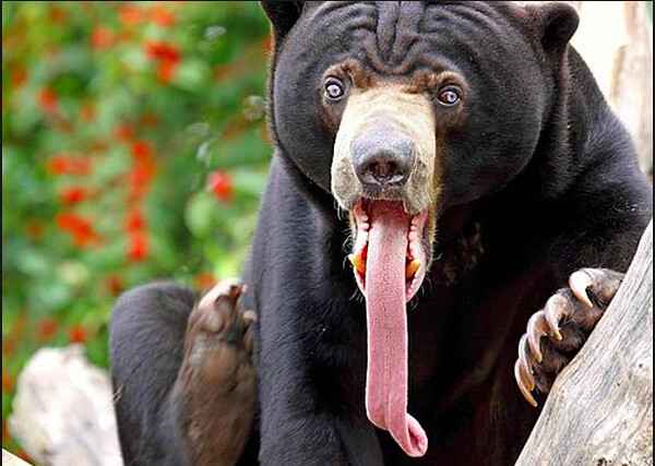 Sun Bears have incredibly Long Tongues to Scoop out Insects and Honey out from Trees