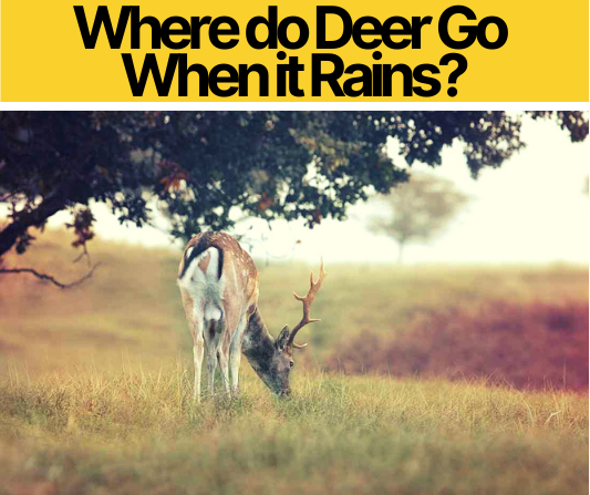 Where do Deer Go When it Rains – Do they Move in Rain?