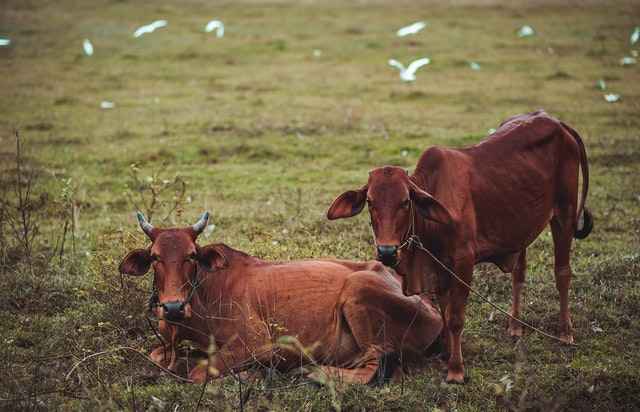 Why Some Cows Don't have horns - Down to The Genetics.