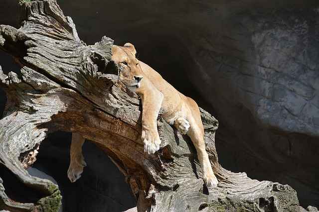 A Female lion sleeping on a tree