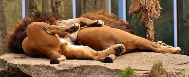 Lions usually don't sleep and cuddle up together.