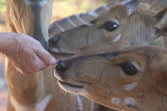 sweet-feed-deer