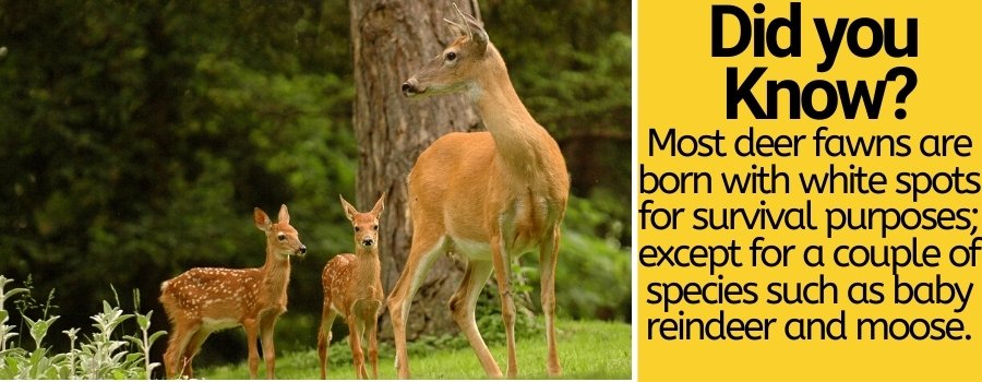 why-do-deer-have-white-spots-and-when-they-loose-them