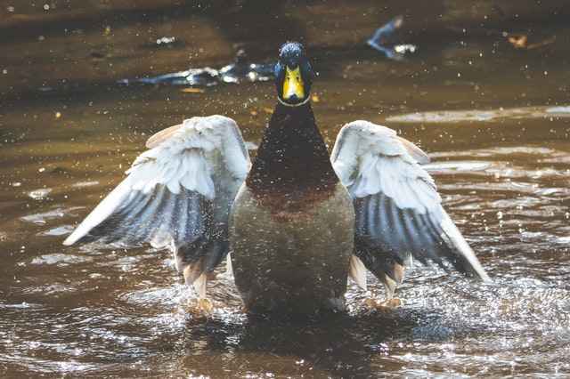 Ducks can't breathe underwater,however they are excellent divers