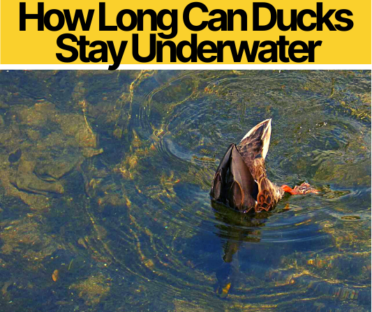 How Long Can Ducks Stay Underwater? – Can Ducks Breathe Underwater?