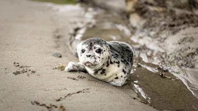 are seals friendly like dogs