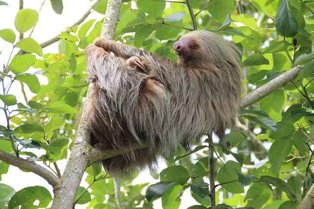 Sloths are Closely Related to Ant Eaters