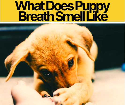 What Does Puppy Breath Smell Like When Does It Stops