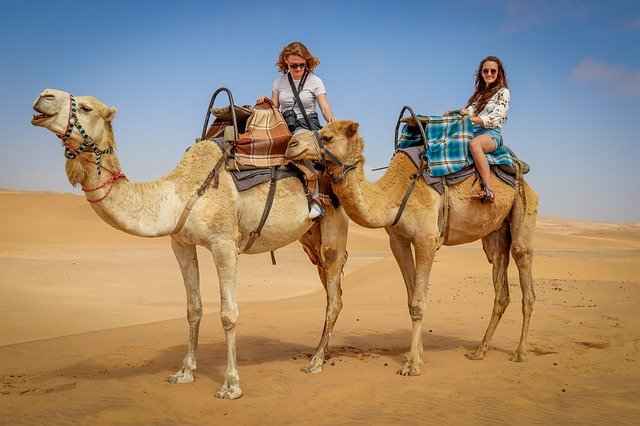 How much weight can a camel carry - Riding Weight Limit