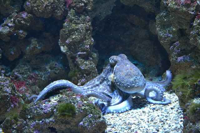 Paargewoonten van Octopus, hoeveel baby ' s hebben Octopus?