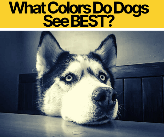 what-colors-do-dogs-see-best-can-dogs-see-colors