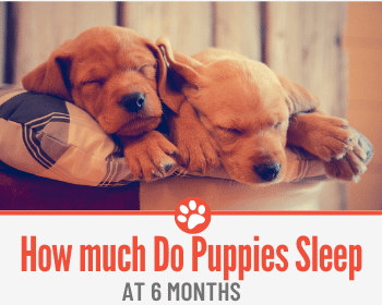 how much sleep do 2 year old dogs need