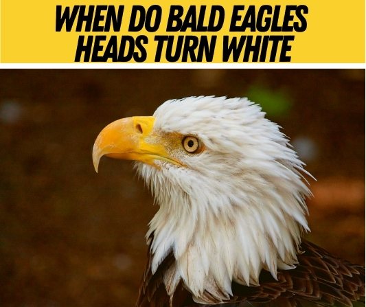 Collection 96+ Images when does a bald eagles head turn white Completed