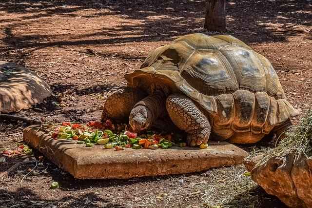 How Often Do Tortoises Eat Do They Drink As Well