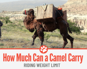 carry on pet weight limit