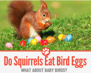 Do Squirrels Eat Bird Eggs + Birds & Baby Birds?