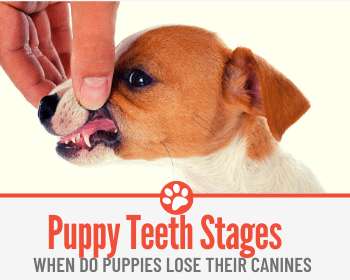 do dogs lose their canine teeth