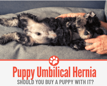 can an umbilical hernia cause a dog to stop walking