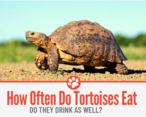 How Often do Tortoises Eat -Do they Drink as well?