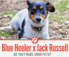 Blue Heeler Jack Russell Mix - Do they make Good pets?